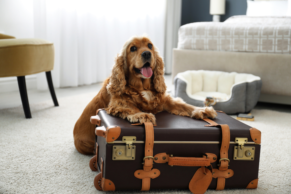 Data Reveals: The city with the most pet-friendly apartments in the US