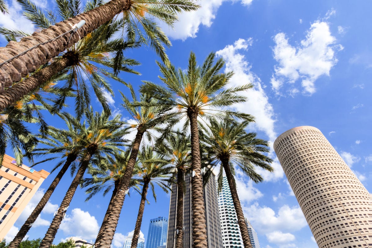 Palm trees in downtown Tampa, Florida